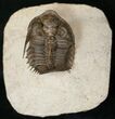 Dramatic Tower-Eyed Erbenochile Trilobite - #17378-11